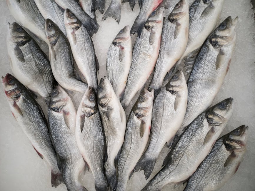 Close-up of fresh sea bass on ice, perfect for seafood markets or cuisine concepts.